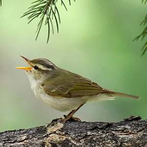 Western Crowned Leaf Warbler